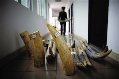 The little town of Puzhai of Guangxi Province that borders Vietnam has become a rally point for ivory smuggling. [Beijing News]