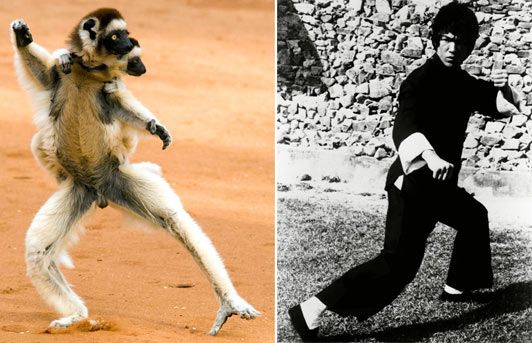 Kung Fu lemurs pose as Bruce Lee 