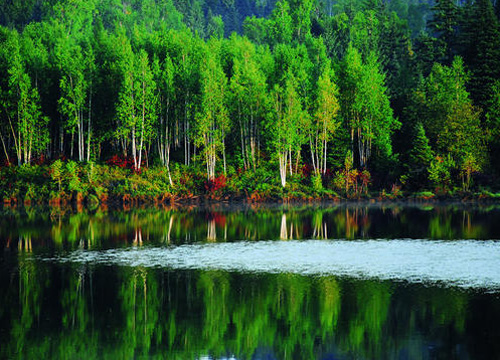 Tangwanghe National Park is home to a Korean pine tree forest. [Photo:trends.com.cn]