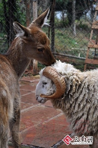 A Valentine's Day wedding will be held in a zoo in Kunming, southwest Yunnan Province where a sheep and a deer fell in love and drew great interest and blessing from many people.