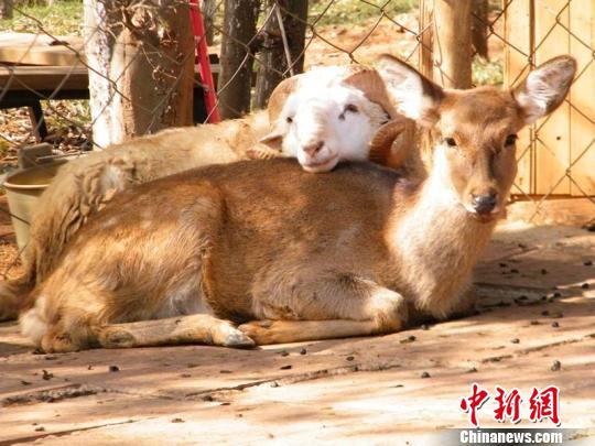 The male sheep Changmao (Long Hair) and the female deer Chunzi (Junko)