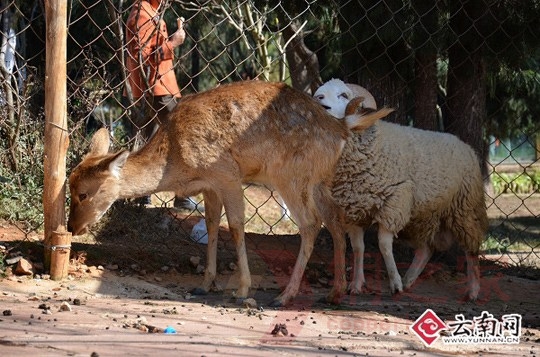 A Valentine's Day wedding will be held in a zoo in Kunming, southwest Yunnan Province where a sheep and a deer fell in love and drew great interest and blessing from many people.