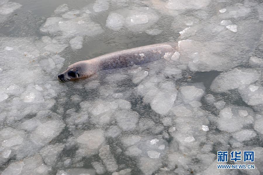 A harbor seal swims in ice water at the ecological seal bay near Yantai City, east China&apos;s Shandong Province, Feb. 8, 2012. Affected by a cold wave, the seal bay iced up recently, trapping the harbor seals living in this water area. Workers of the scenic area started breaking ice and providing food for harbor seals. [Xinhua]