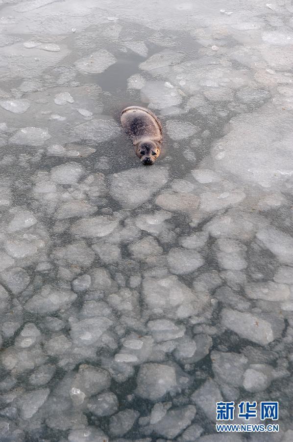 A harbor seal swims in ice water at the ecological seal bay near Yantai City, east China's Shandong Province, Feb. 8, 2012. Affected by a cold wave, the seal bay iced up recently, trapping the harbor seals living in this water area. Workers of the scenic area started breaking ice and providing food for harbor seals. [Xinhua]