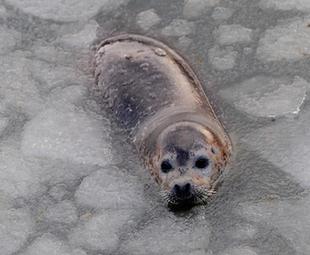 Workers start breaking ice for harbor seals