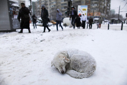 At least 60 people have died in a cold snap across Eastern Europe, forcing some countries to call in the army to help secure food and medical supplies and set up emergency shelters for the homeless. [Photo/Chinanews.com]