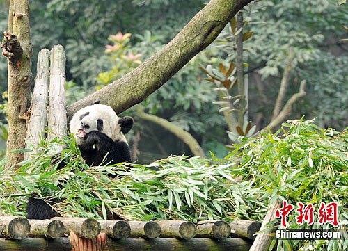 Er Shun, a male panda to be sent to Canadian zoo. 
