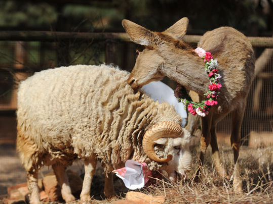 Chunzi the doe licks Changmao the ram in Yunnan Wild Animal Park in Kunming, Yunnan province on Feb 10, 2012. Wedding bells are on the horizon for Changmao (Long Hair) and Chunzi, a cross-species couple who are set to be married this Valentine's Day. [Xinhua]
