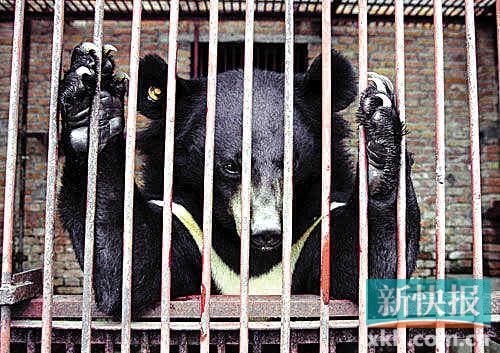 Years ago, bile bears were bred in cramped cages, and metal pipes were regularly inserted into their abdomens day and night. [xkb.com.cn] 