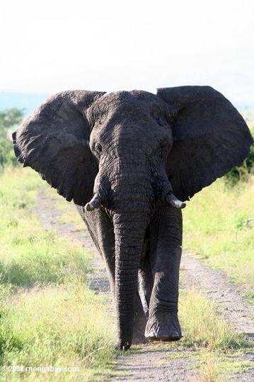 The world's largest living land animal was poached extensively for its ivory. [File photo]