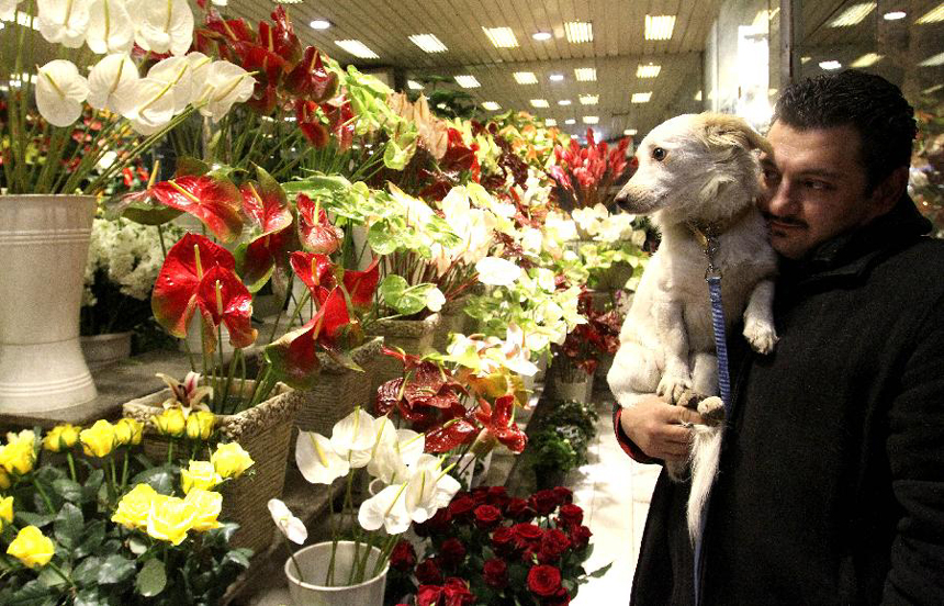 An Iranian man picks flowers for the Valentine's Day at a store in Tehran, Iran, Feb. 13, 2012.