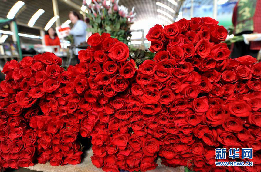 An adequate supply of flowers in Chenggong, Yunnan Province, is seen two days before the Valentine's Day which falls on Feb. 14, 2012. 