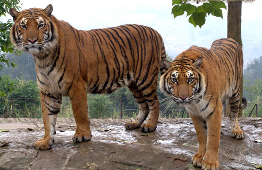 Bengal Tiger [File photo] 