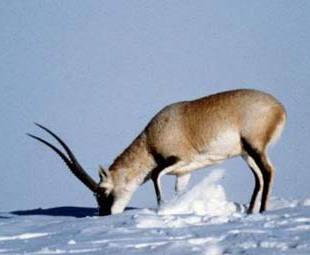 Tibetan antelope cashmere smuggling case cracked