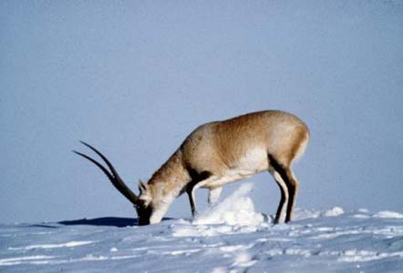 Tibetan antelopes [File photo] 