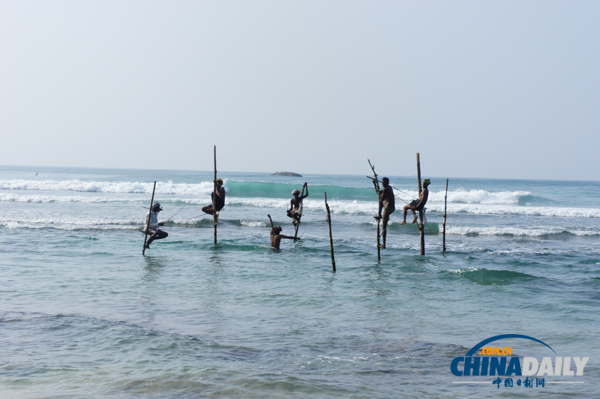 Stilt fishermen fish in Weligama, a town on the southern coast of Sri Lanka. Photo taken on February 1, 2012. [Photo/chinadaily.com.cn] 