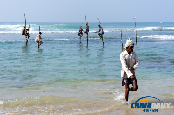 Stilt fishermen fish in Weligama, a town on the southern coast of Sri Lanka. Photo taken on February 1, 2012. [Photo/chinadaily.com.cn] 