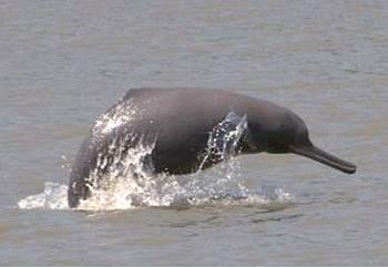 The Ganges River dolphin, known as shushuk in Bangladesh. [Bangladesh Cetacean Diversity Project]