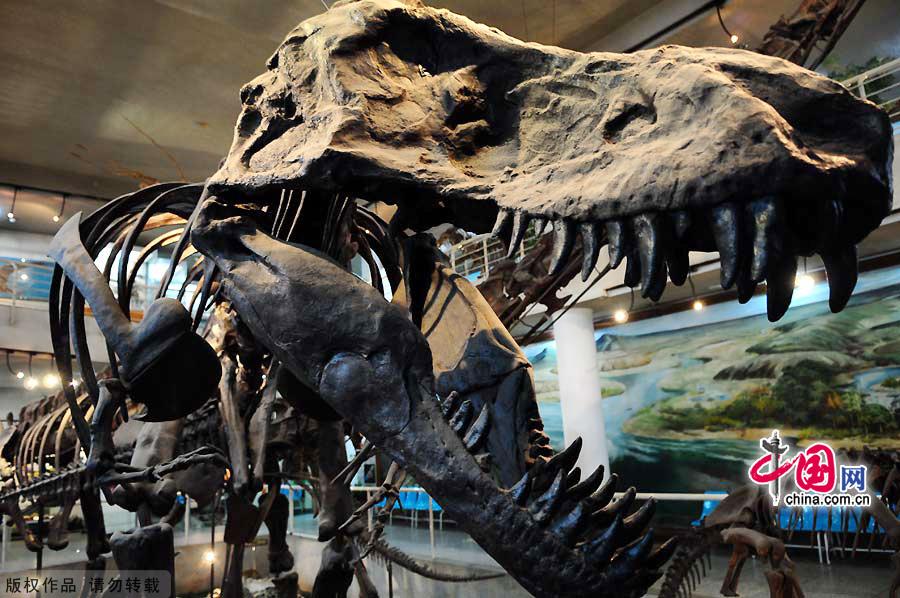 Over 800 exhibits are on display, covering a great variety of fossils -- fishes and amphibians (first floor), reptiles and birds (second floor), and mammals (third floor) -- spanning from 400 million years ago to the dawn of man.There are also interesting images -- dinosaurs with feathers and wings, Yellow River elephant fossils, ostrich eggs, turtle shells and a small but powerful kind of mammal who ate dinosaurs. 