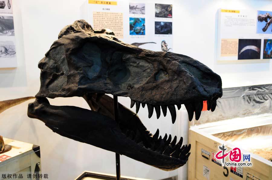 Over 800 exhibits are on display, covering a great variety of fossils -- fishes and amphibians (first floor), reptiles and birds (second floor), and mammals (third floor) -- spanning from 400 million years ago to the dawn of man.There are also interesting images -- dinosaurs with feathers and wings, Yellow River elephant fossils, ostrich eggs, turtle shells and a small but powerful kind of mammal who ate dinosaurs. 