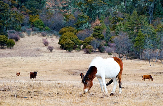 Horses graze on the open grasslands in Potatso National Park. [Photo: sina.com.cn]