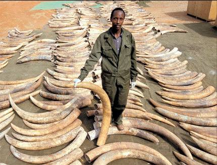 In 2004, a member of the Kenya Wildlife Service team stands in the middle of ivory laid out for inspection and holds up a tusk. The ivory was confiscated in Singapore and returned to Kenya. 