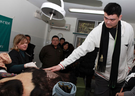 Retired basketball superstar Yao Ming pets a bear at the Longqiao Bear Rescue Center in Southwest China's Sichuan province on Saturday morning. The center rescued the bear from a factory that extracts bile from live captive bears to make traditional Chinese medicines. [China Daily] 