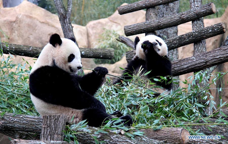 The two giant pandas, Huan Huan and Yuan Zai, play at the Beauval Zoo in Saint-Aignan, central France, Feb. 18, 2012.