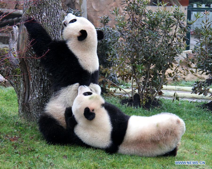 The two giant pandas, Huan Huan and Yuan Zai, play at the Beauval Zoo in Saint-Aignan, central France, Feb. 18, 2012.