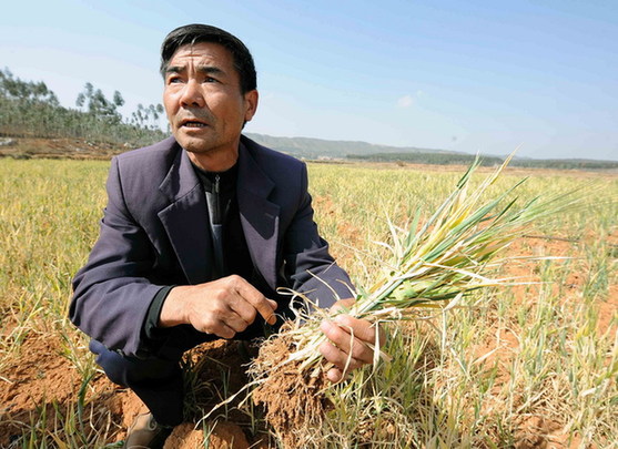 Wang Desheng, a local farmer, shows the dried-up wheat at Xiaoji Village of Luliang County in Qujing City, southwest China's Yunnan Province, Feb. 17, 2012. [Xinhua] 