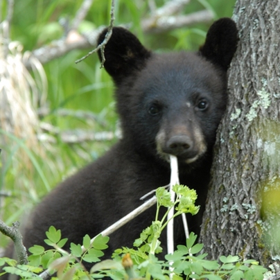 A black bear in the Smoky Mountains. [File photo]