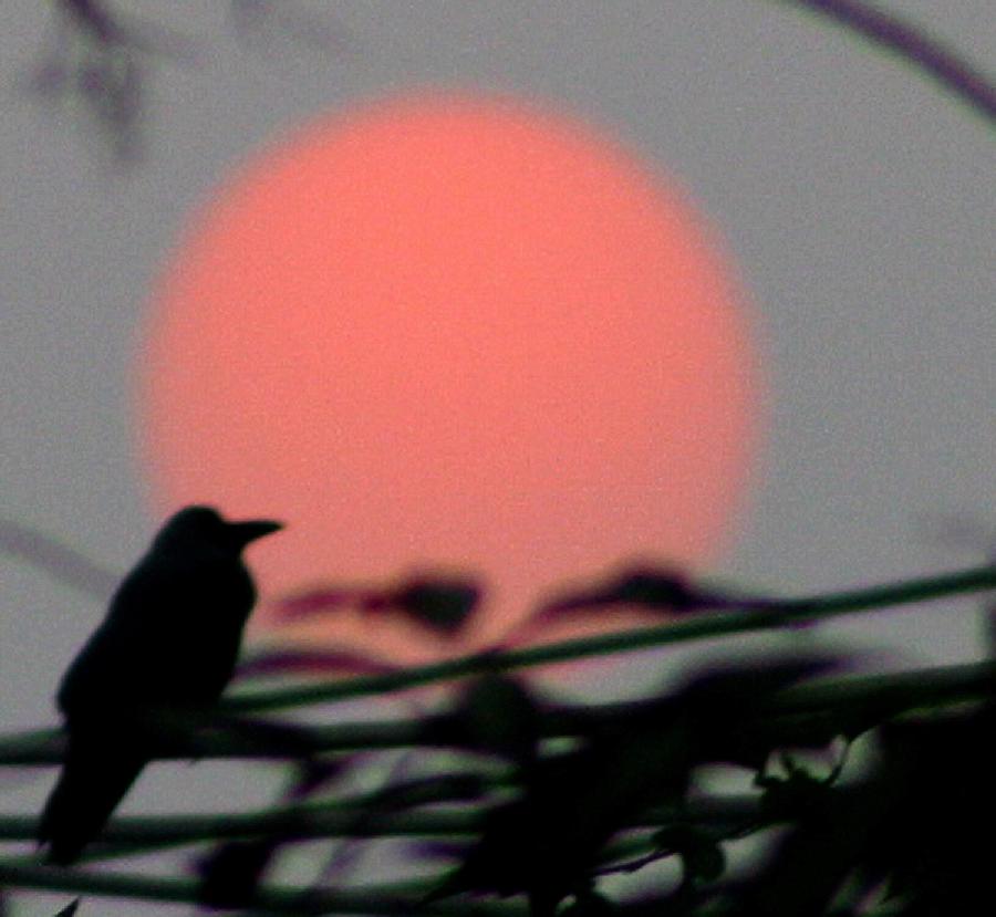 Photo taken on Feb. 20, 2012 shows the view of sunset in eastern Pakistan's Lahore. [Xinhua/Jamil Ahmed]