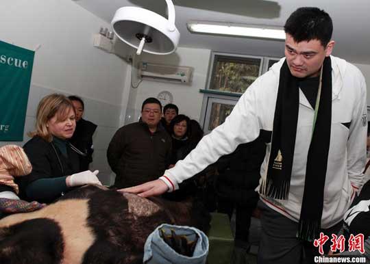 Former NBA superstar Yao Ming is lending his voice to the chorus of animal activists, calling for an end to bear bile farming here in China.