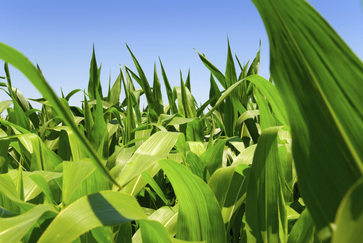 Biomass fuel's energy is derived from living organisms, such as plants. [File photo]