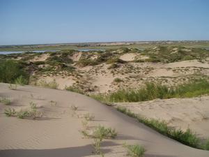 An anti-desertification program powered by an investment of 700 million yuan is expected to kick off in Ningxia. [File photo]