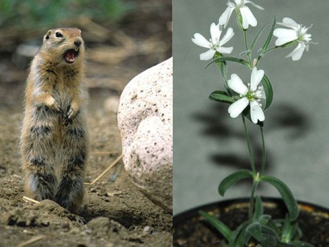 Plants have grown up from fruit seeds stored away in permafrost by squirrels over 30,000 years ago.