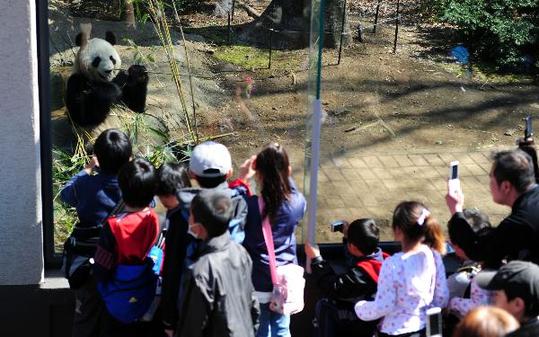 A pair of China's giant pandas now living in Tokyo helped the Ueno Zoo attract more than four million visitors since their debut in last April. [Xinhua] 