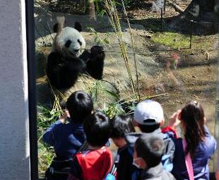 Giant pandas help draw 4 mln visitors for Tokyo zoo