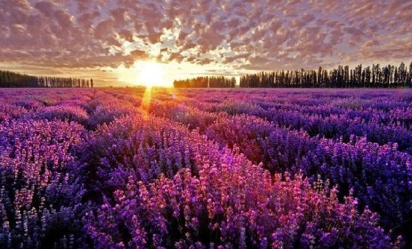 1. Lavender, Provencal (Source: gmw.com.cn)