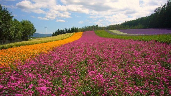 2、Hokkaido (Source: gmw.com.cn) 