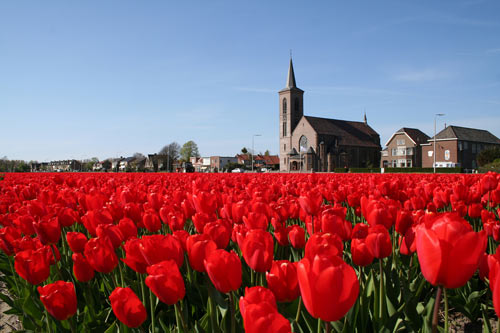 3、Tulip, The Neatherlands (Source: gmw.com.cn) 