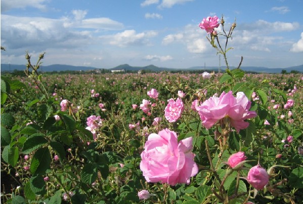 4、Rose, Bulgaria (Source: gmw.com.cn) 