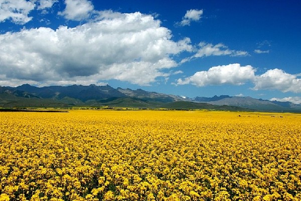 5、Cole flower, Menyuan in Qinghai (Source: gmw.com.cn) 