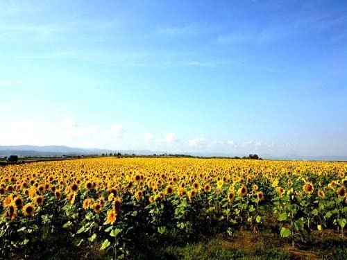 6、Sunflower, India (Source: gmw.com.cn) 