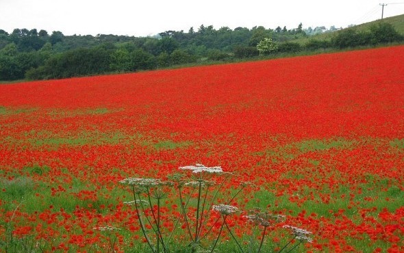 10、Poppy, Worcester in Britain (Source: gmw.com.cn) 
