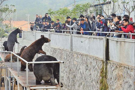 Reporters take photos of bears raised at the bear farm of Guizhentang Pharmaceutical in Hui'an, Fujian province, on Wednesday, when the farm was open to the media. [China Daily] 