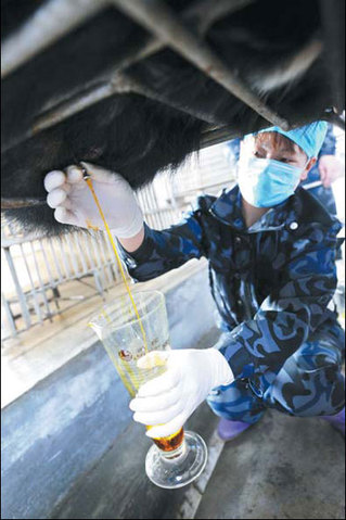A worker extracts bile from a bear on Wednesday at a bear farm owned by Guizhentang Pharmaceutical in Hui'an, Fujian province. [China Daily] 