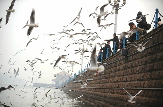 Qingdao, a paradise for seagulls