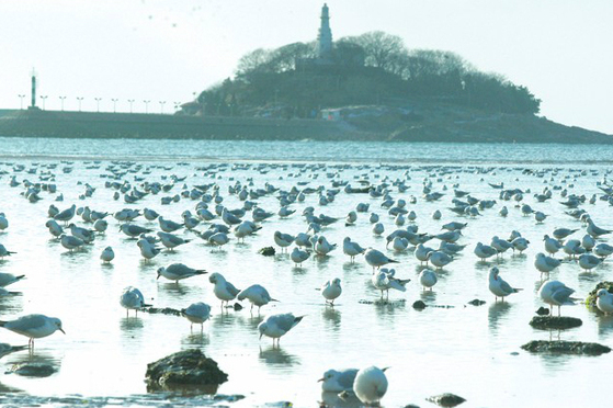 Qingdao, a paradise for seagulls