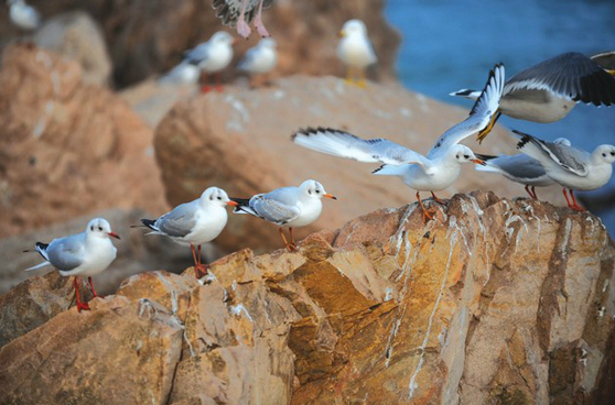 Qingdao, a paradise for seagulls